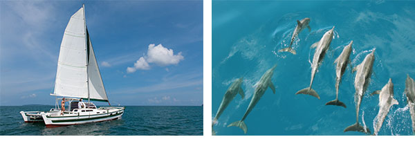 sailing with dolphins with siam sailing charter yachts